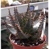 Aloe broomii 8cm pot