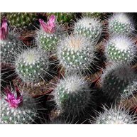 Echinomastus macdowellei