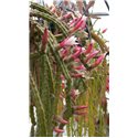 X Aporophyllum  Mike Taylor