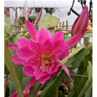 Epiphyllum President F.D. Roosevelt