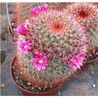 Mammillaria spinosissima Red spines