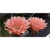 Echinopsis Saturn
