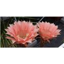 Echinopsis Saturn