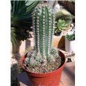 Trichocereus sp. White spines, 10.5cm pot