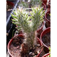 Austrocylindropuntia weingartiana WG296
