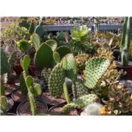 Opuntia X puberula