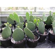 Opuntia engelmannii tardospina f. inerme