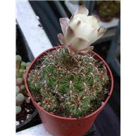 Gymnocalycium mesopotamicum