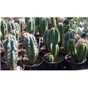 Trichocereus pachanoi 9cm pot