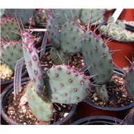 Opuntia gosseliana v. santa rita