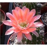 Echinopsis Pisco
