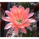 Echinopsis Pisco