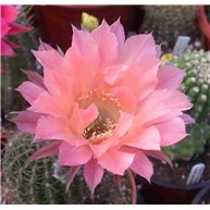 Echinopsis Sunset