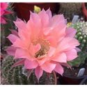 Echinopsis Sunset