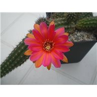 X Chamaelobivia Inca Sunset