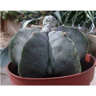 Astrophytum myriostigma 10cm pots