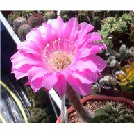 Echinopsis Desdemona