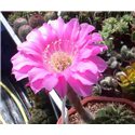 Echinopsis Desdemona
