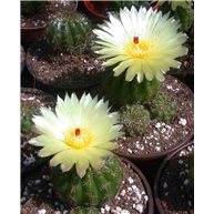 Notocactus ottonis 9cm pot