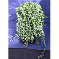 Senecio herreanus 13cm pot