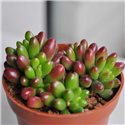 Sedum rubrotinctum 