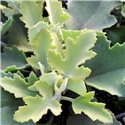 Kalanchoe Beharensis Oak Leaf Form