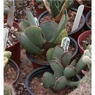 Adromischus triflorus Suffelsdrift