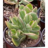Crassula ovata Hummels Ghost 9cm pots