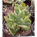 Crassula ovata Hummels Ghost 9cm pots
