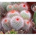 Mammillaria spinosissima Red spines