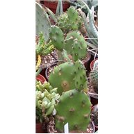 Opuntia paraguayense 9cm pot