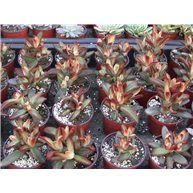 Kalanchoe Dorothy Brown 