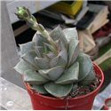 Succulent in 6.5 cm pot