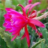 Epiphyllum Mexico City