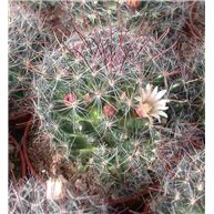 Mammillaria kunzeana