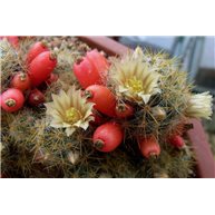 Mammillaria prolifera 9cm