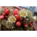 Mammillaria prolifera 9cm