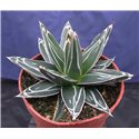 Agave victoria-reginae 10cm