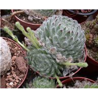 Sempervivum ciliosum