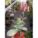 Kalanchoe fedtchenkoi