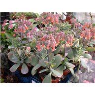 Kalanchoe fedtchenkoi
