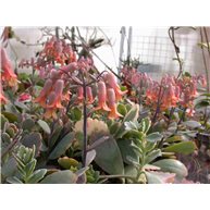 Kalanchoe fedtchenkoi
