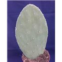 Opuntia Burbank's spineless In 13 cm pot