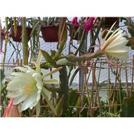 Epiphyllum grandilobum