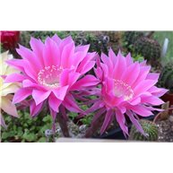 Echinopsis Romance