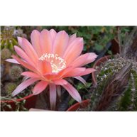 Echinopsis Pisco