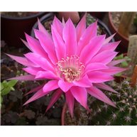 Echinopsis Raspberry Ripple