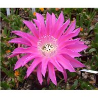 Echinopsis Maria Piazza