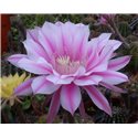 Echinopsis Galaxy