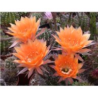 Echinopsis Oriole